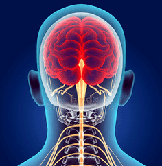 illustration of the nerve channels of the cervical spine
